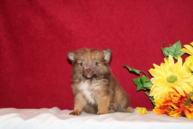 puppy, for, sale, Pomeranian, Matthew B. Stoltzfus, dog, breeder, Gap, PA, dog-breeder, puppy-for-sale, forsale, nearby, find, puppyfind, locator, puppylocator, aca